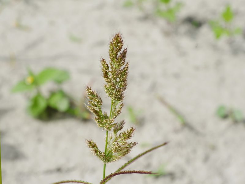 Polypogon fugax, photographed by Jacy Chen