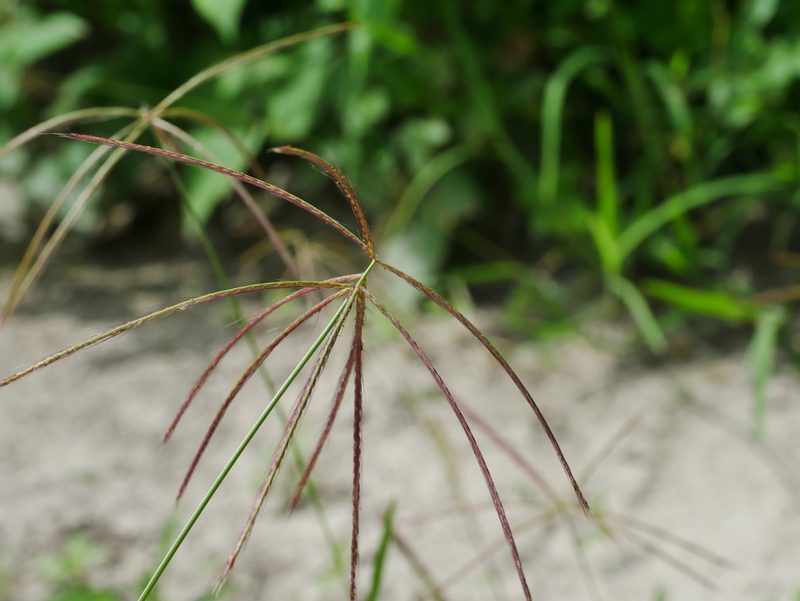 Chloris pycnothrix, photographed by Jacy Chen