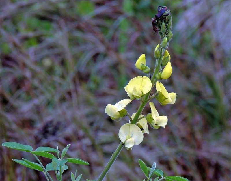 Crotalaria micans, photographed by Hugo Hulsberg