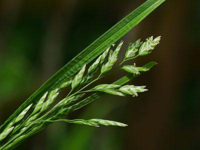 Poa pratensis, photographed by Jacy Chen