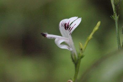 Andrographis paniculata, photographed by Agnes Trekker