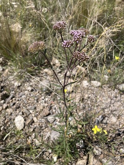 Chromolaena arnottiana, photographed by Facundo Chieffo