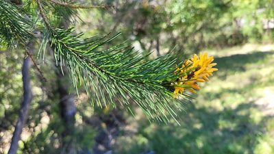 Persoonia pinifolia, photographed by Eamonn Culhane