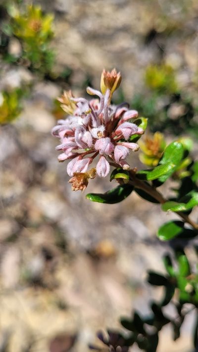 Grevillea sphacelata, photographed by Eamonn Culhane