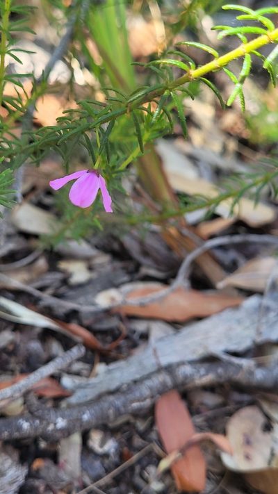 Tetratheca neglecta, photographed by Eamonn Culhane