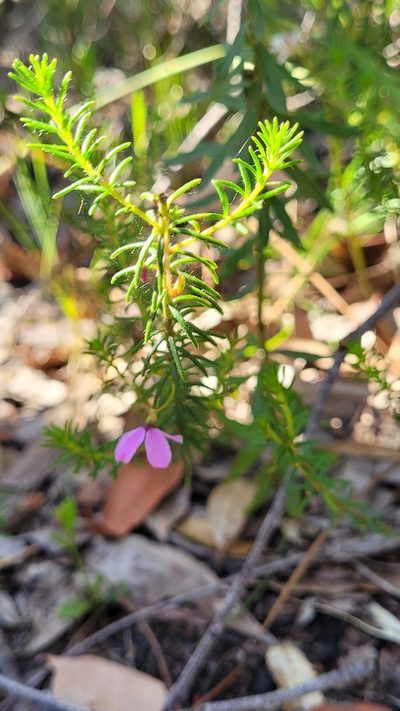 Tetratheca neglecta, photographed by Eamonn Culhane