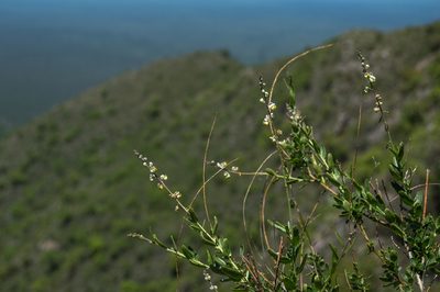 Monnina dictyocarpa, photographed by Facundo Chieffo