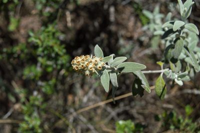 Buddleja cordobensis, photographed by Facundo Chieffo
