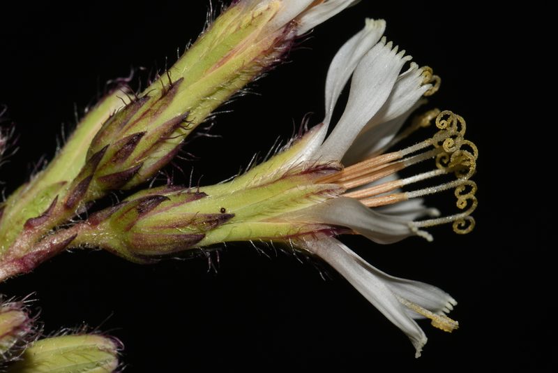 Nabalus asper, photographed by Brian Finzel