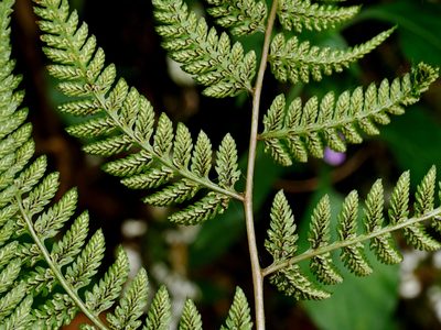 Anisocampium niponicum, photographed by Jacy Chen