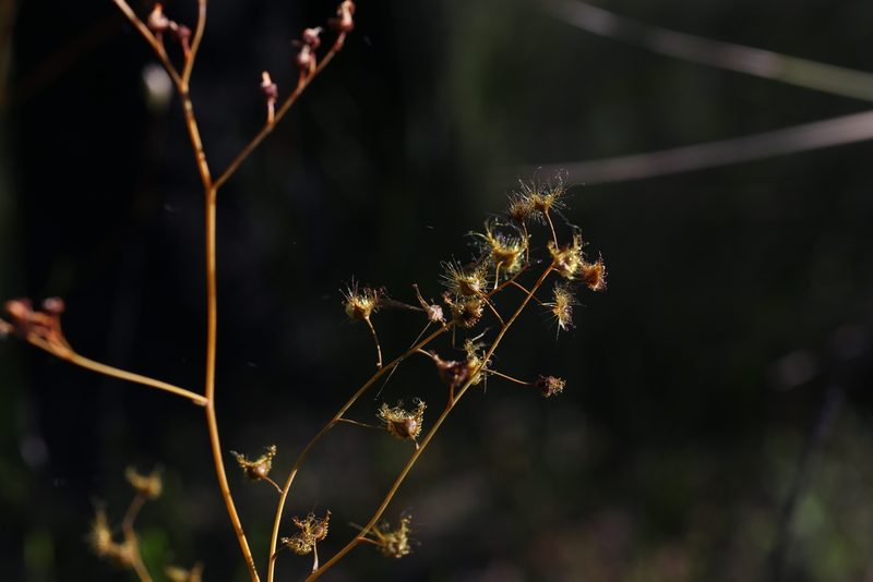 Drosera gigantea, photographed by Hugo Innes