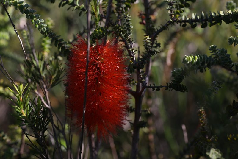 Melaleuca lateritia, photographed by Hugo Innes