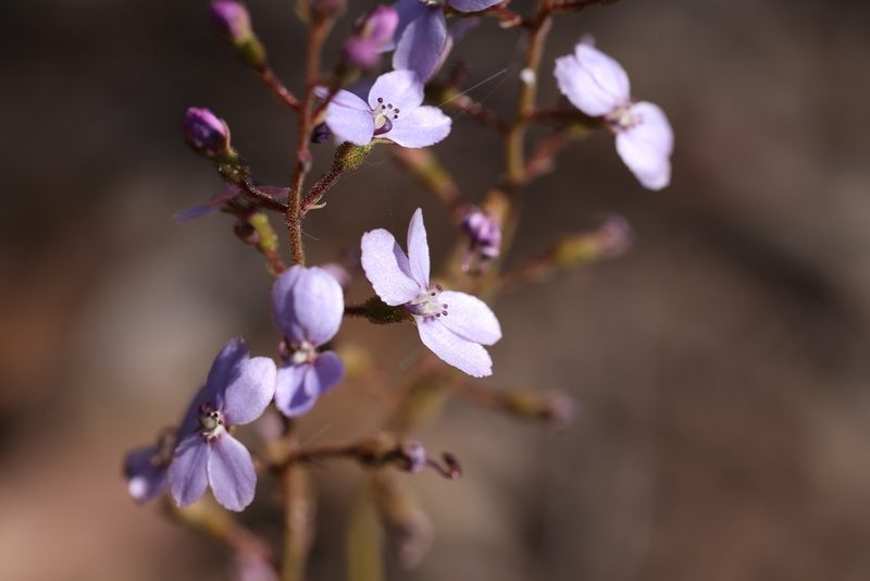 Stylidium amoenum, photographed by Hugo Innes