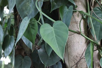Philodendron hederaceum, photographed by Agnes Trekker