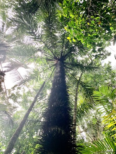 Astrocaryum standleyanum, photographed by Ashwin Srinivasan