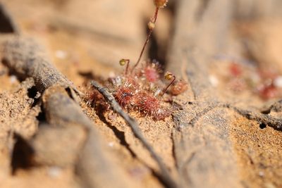 Drosera pulchella, photographed by Hugo Innes