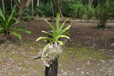 Catasetum integerrimum, photographed by Henggang Cui