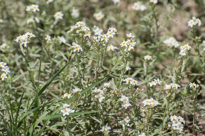 Euploca mendocina, photographed by Facundo Chieffo