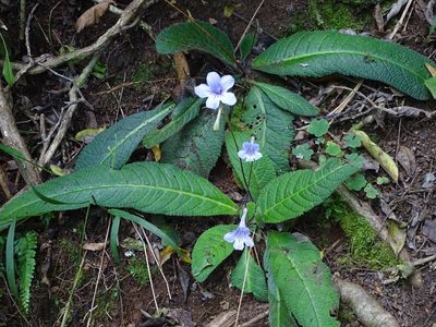 Streptocarpus rexii, photographed by Shaun Swanepoel