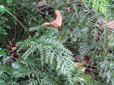 Asplenium rutifolium, photographed by Shaun Swanepoel