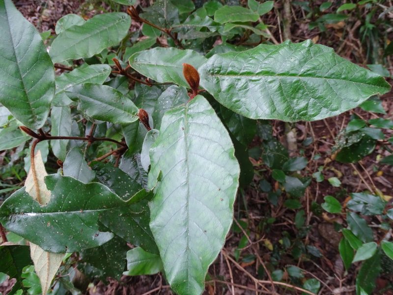 Trichocladus crinitus, photographed by Shaun Swanepoel