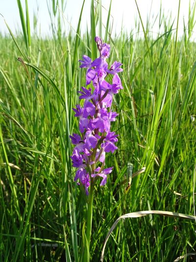 Anacamptis palustris, photographed by Grzegorz Grzejszczak