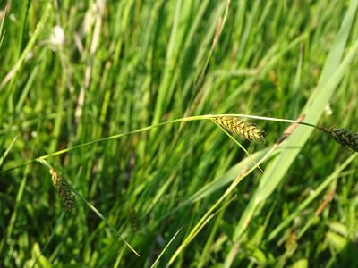 Carex distans, photographed by Grzegorz Grzejszczak