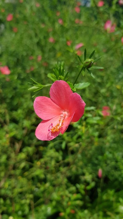 Hibiscus praeteritus, photographed by Margaret Burger