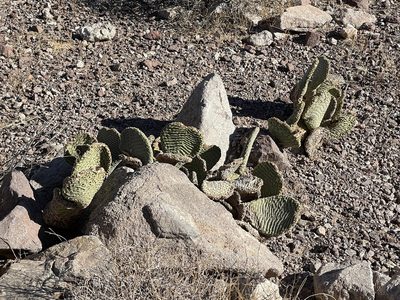 Opuntia basilaris, photographed by CK2AZ