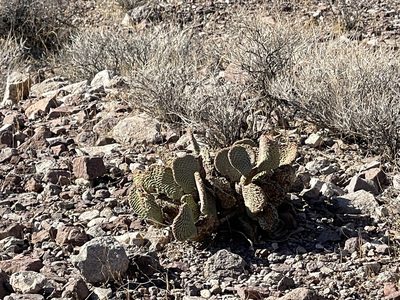 Opuntia basilaris, photographed by CK2AZ