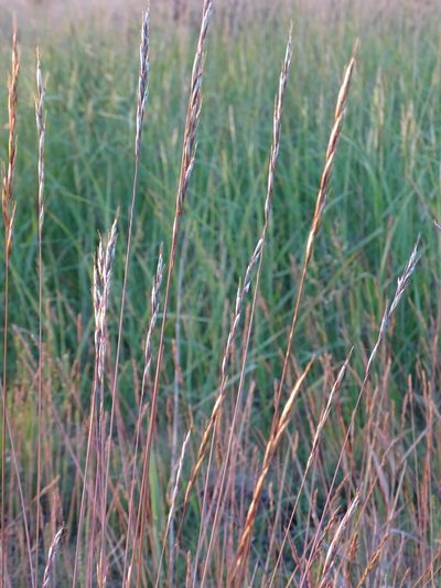 Helictochloa pratensis, photographed by Grzegorz Grzejszczak