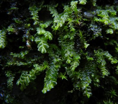 Plagiochila porelloides, photographed by Jon Mortin