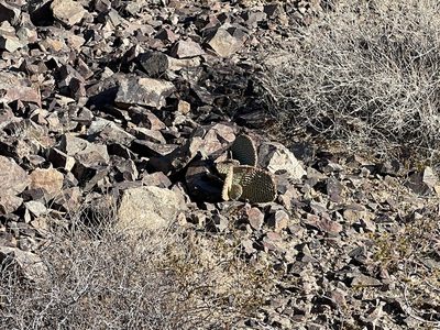 Opuntia basilaris, photographed by CK2AZ