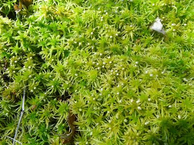 Sphagnum fimbriatum, photographed by Grzegorz Grzejszczak