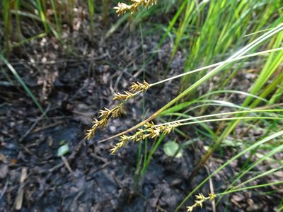 Carex elongata, photographed by Grzegorz Grzejszczak