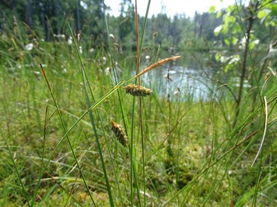 Carex limosa, photographed by Grzegorz Grzejszczak