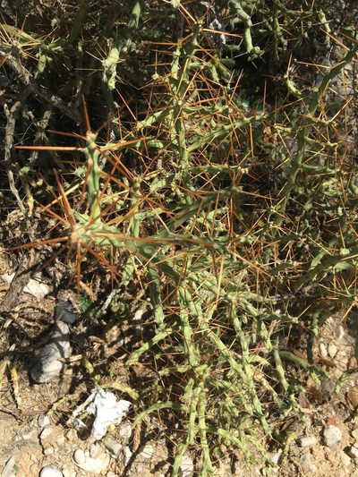 Cylindropuntia caribaea, photographed by Dairon Cuevas Riveras