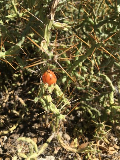 Cylindropuntia caribaea, photographed by Dairon Cuevas Riveras