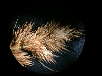 Carex crawfordii, photographed by Étienne Lacroix-Carignan