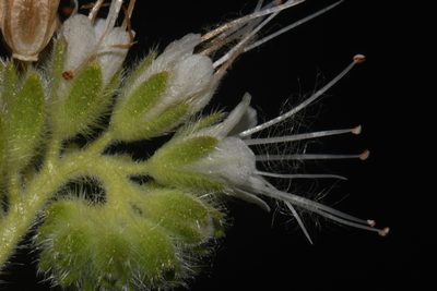 Phacelia heterophylla, photographed by Brian Finzel