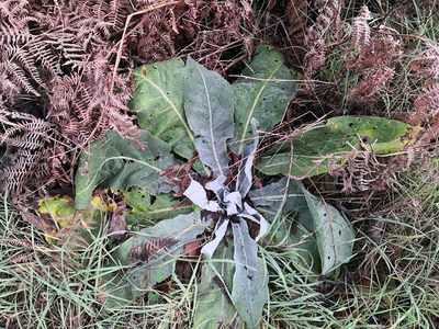 Verbascum pulverulentum, photographed by Noa