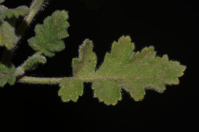 Phacelia rupestris, photographed by Brian Finzel