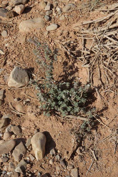 Forsskaolea tenacissima, photographed by Olivier Argagnon
