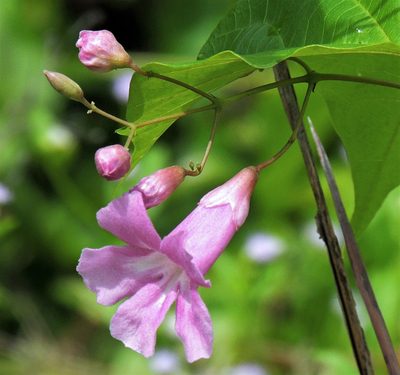 Tanaecium selloi, photographed by Hugo Hulsberg