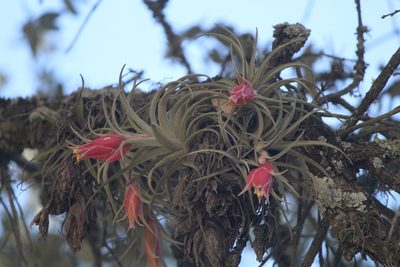 Tillandsia erubescens, photographed by José Belem Hernández Díaz