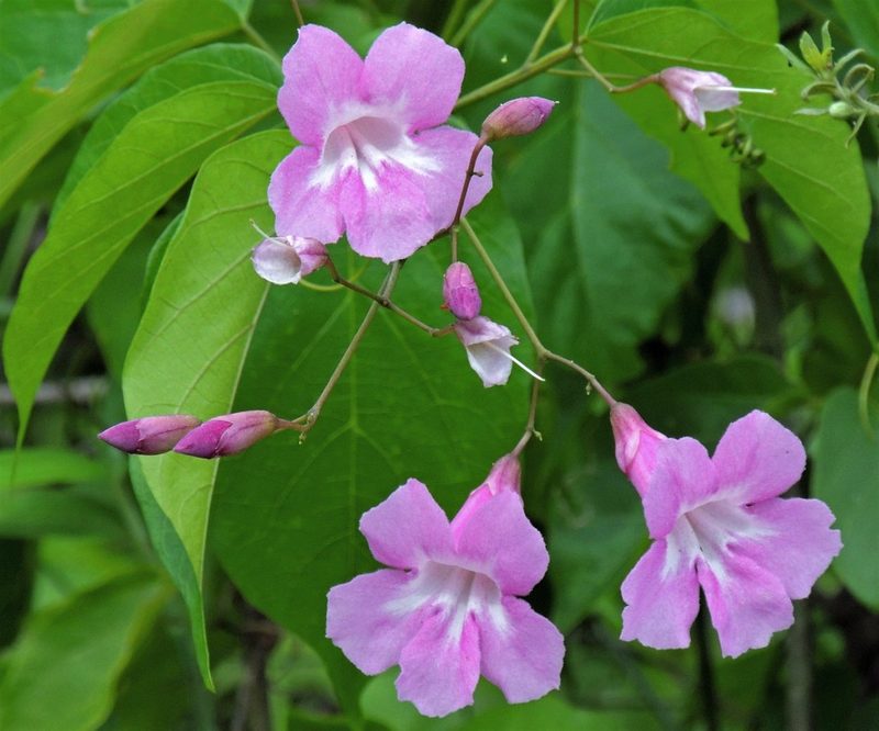 Tanaecium selloi, photographed by Hugo Hulsberg