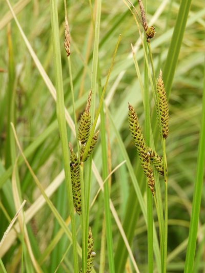 Carex sinclairii, photographed by Santiago Martín-Bravo