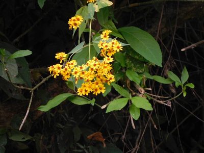 Tilesia baccata, photographed by Álvaro Rivas Godin