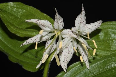 Prosartes maculata, photographed by Brian Finzel