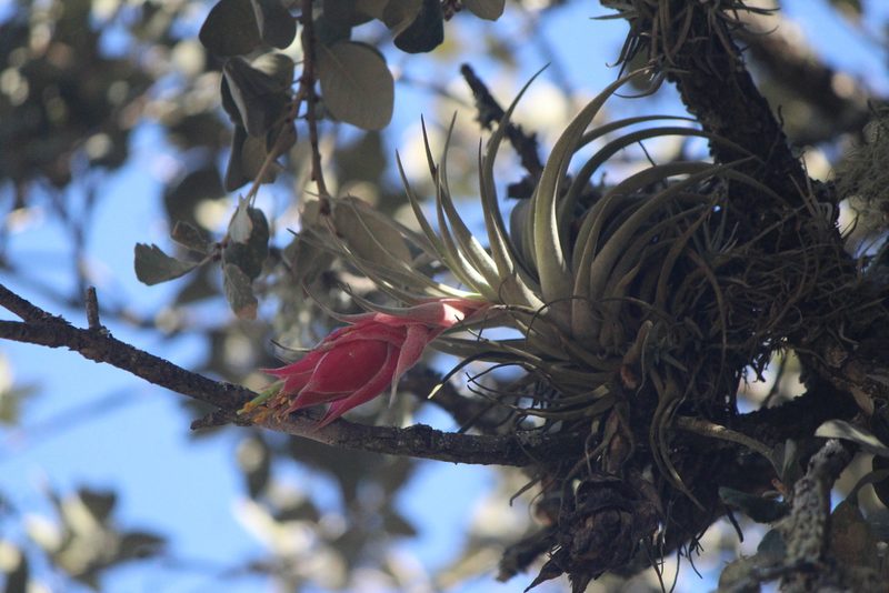 Tillandsia erubescens, photographed by José Belem Hernández Díaz